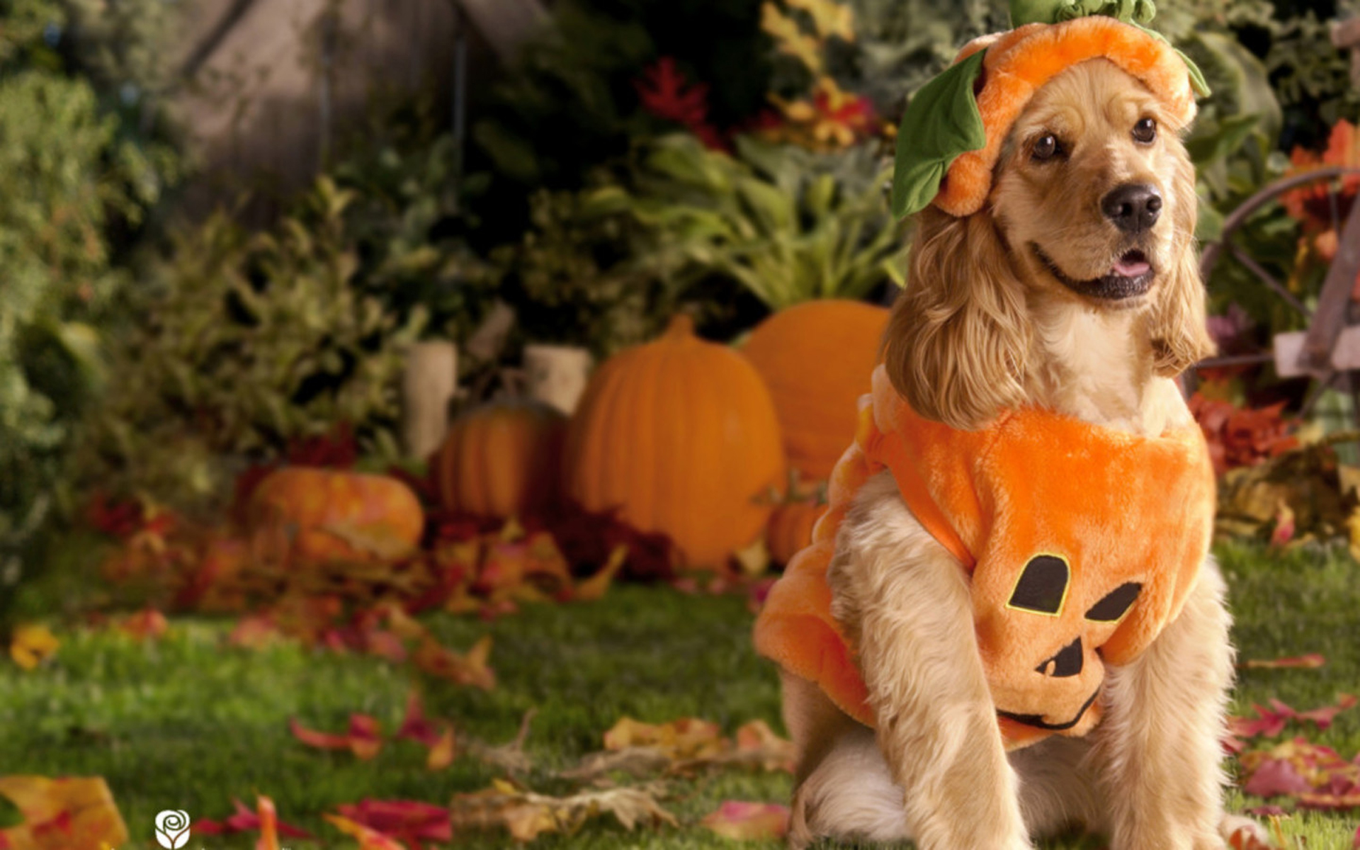 Owassoisms Dog Halloween Costume Contest Owassoisms Com