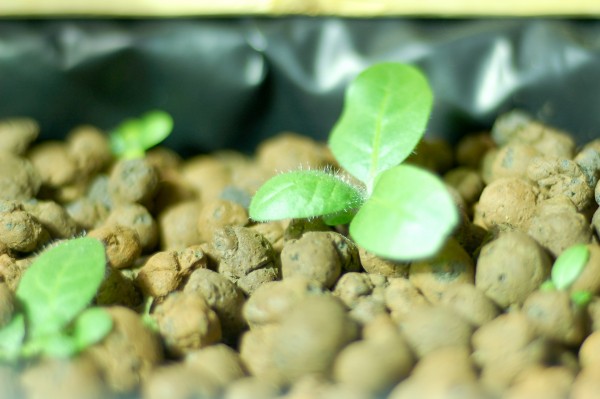 Two-week-old Native Tobacco/Cherokee Ceremonial Tobacco seedlings grown by Cherokee Nation citizen Eugene Wilmeth using Cherokee Nation Seed Bank inventory.