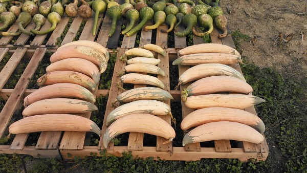 Georgia Candy Roaster Squash grown from Cherokee Nation Seed Bank inventory.