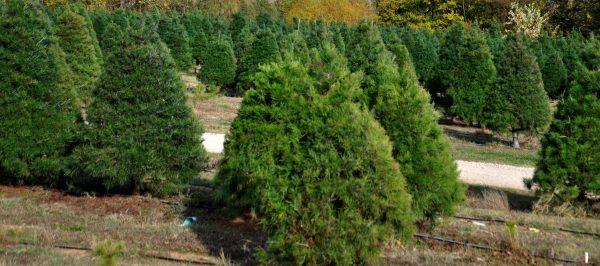 tree-farm