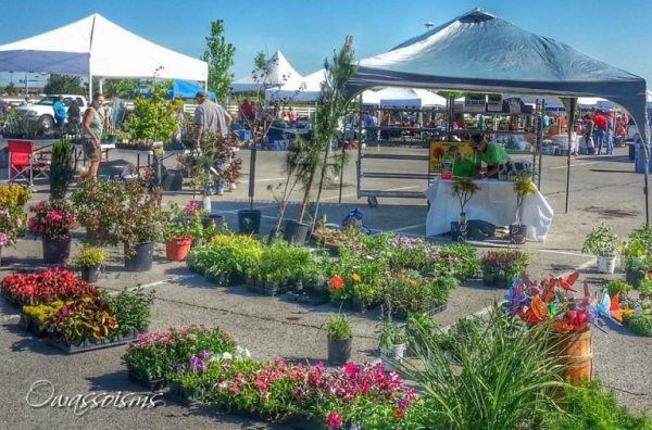 Garden-Festival-768x507