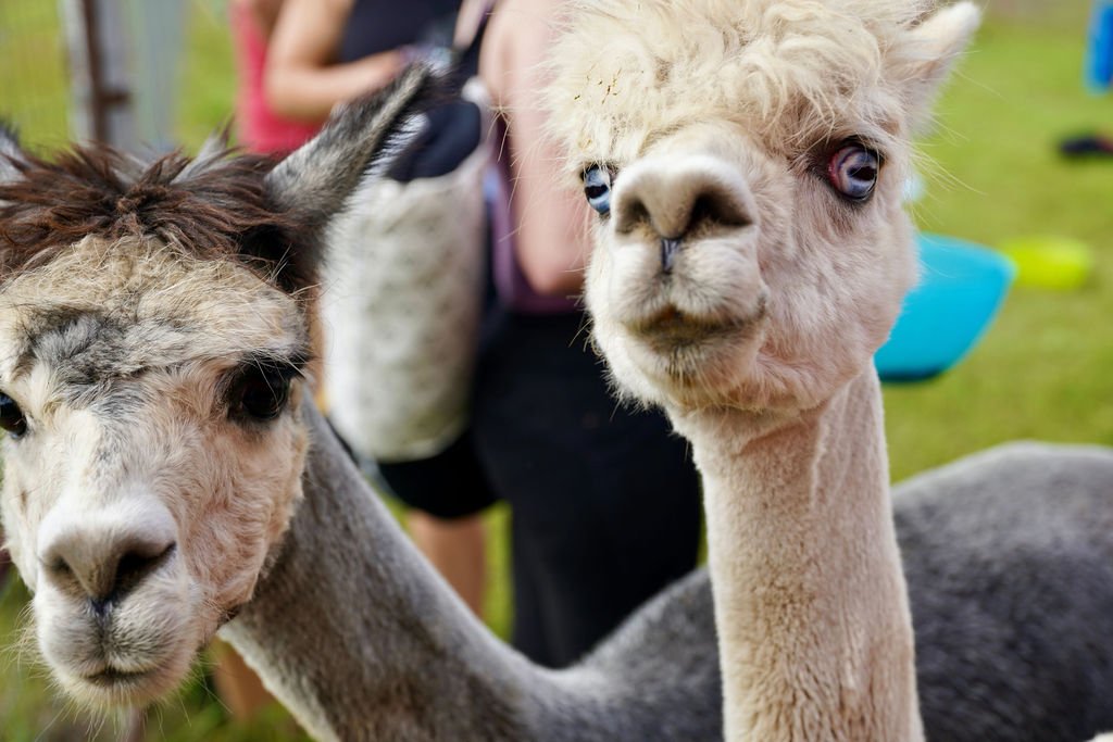 Come celebrate National Alpaca Farm Days